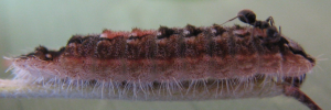 Hypochrysops cyane - Final Larvae